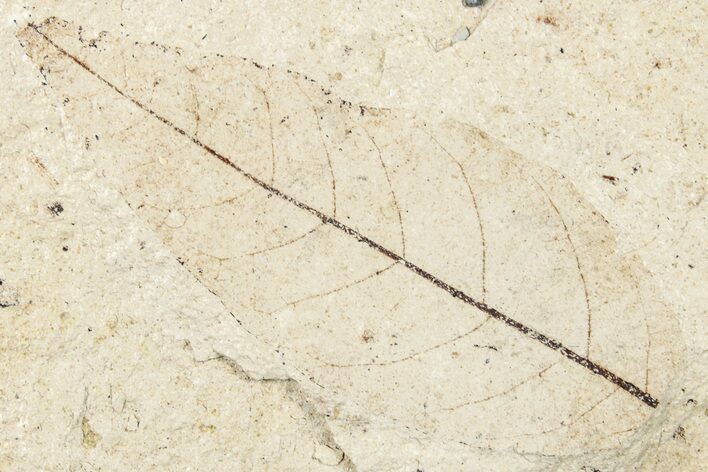 Fossil Leaf - France #254345